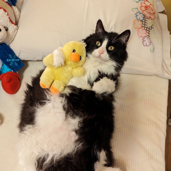 😺🦆🐥💤 - Picture 2 of 3